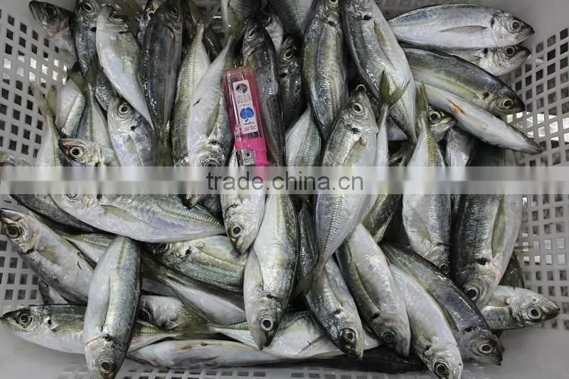 Horse Mackerel Variety And Fish Category Horse Mackerel