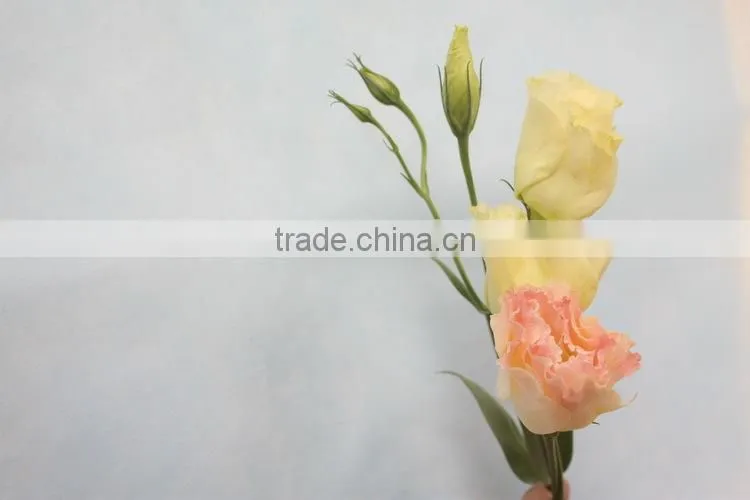 Fresh top sell wholesale fresh lisianthus flower