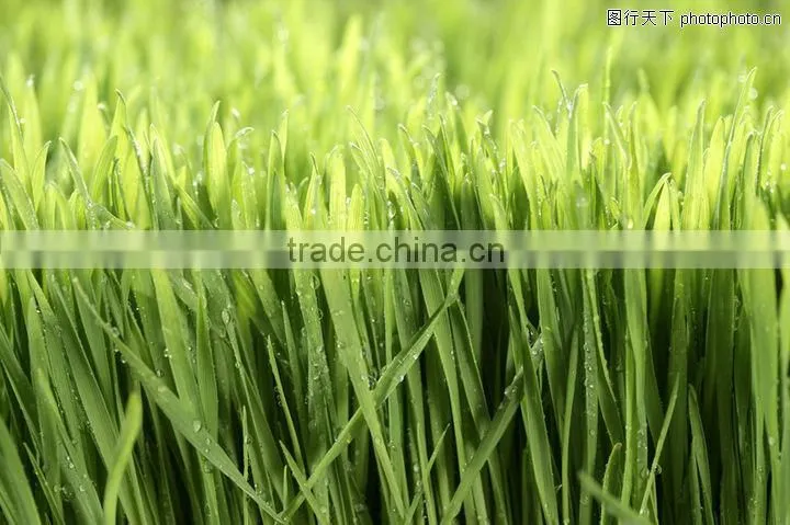 super absorbent polymer powder for agriculture planting