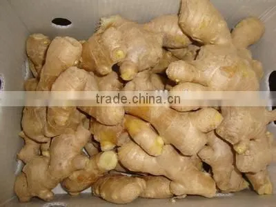 New crop selling ginger with high quality