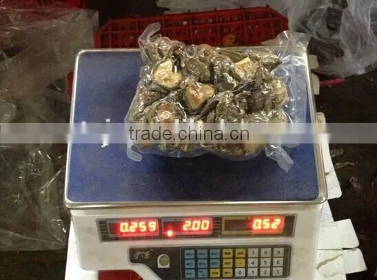 Quality shiitake mushroom