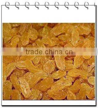 dried golden raisin