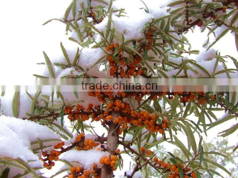 GMP Certified High Quility Seabuckthorn Fruit Oil Capsules Softgel With Good Price OEM Private Label
