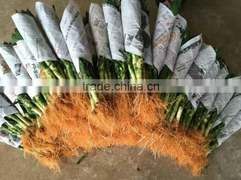 lucky bamboo