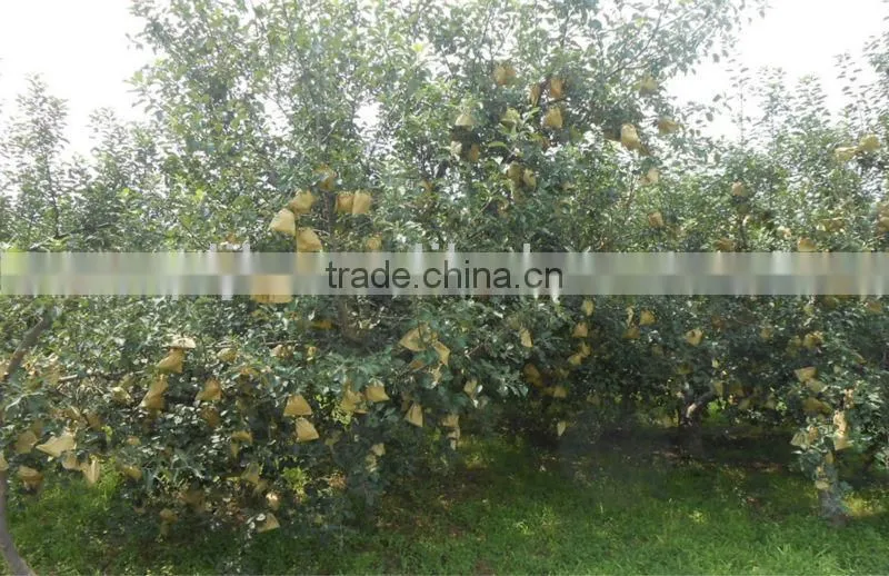 ISO9001 Seaweed organic granule NPK fertilizer with low price