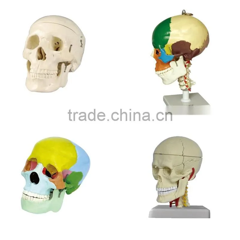 Medical Science Subject and Skeleton Model Type Spine model