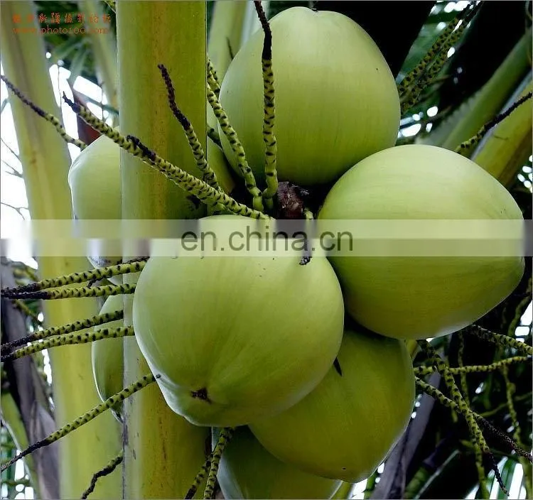 complete coconut milk production line / coconut water processing machinery