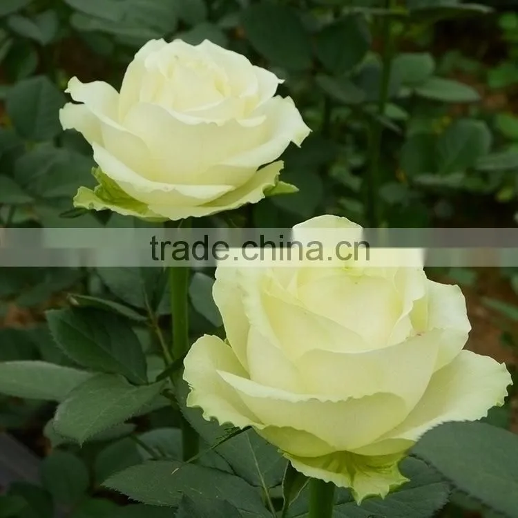 Colorful Best-Selling fragrant violet flowers