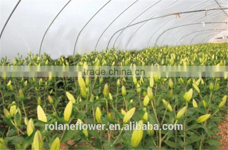 Supply gypsophila million stars cutting new gypsophila with 1kg/bundle from Yunnan, China