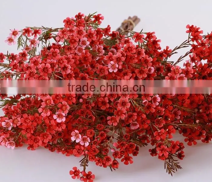 valentine's day wholesale fresh cut red wintersweet flower