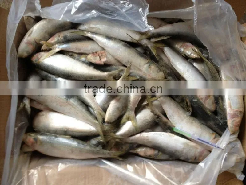Frozen fish whole round 20-30pcs/kg for canned sardine