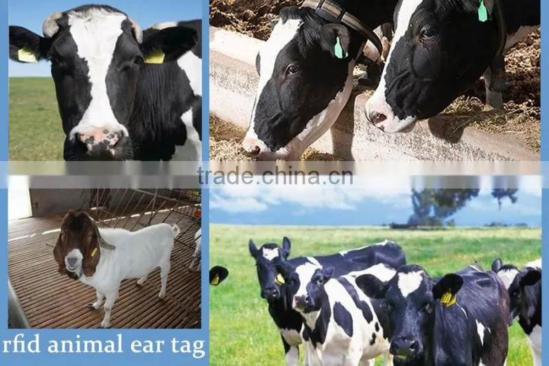 MDAT33 LF Frequency Full colors rfid tag animal ear tag for tracking