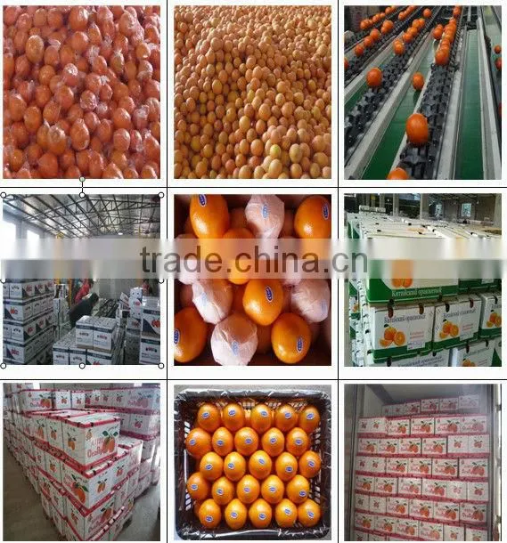 fresh navel orange all size