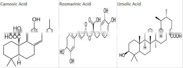 Natural Rosemary Extract 30% Carnosic acid/Rosemary Extract Powder/Rosemary Powder