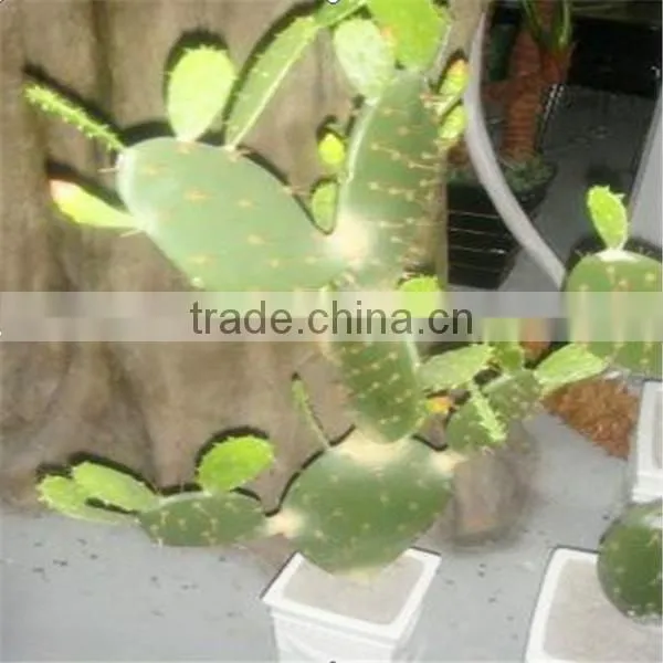 SJM091023 Indoor decoration artificial cactus p .e . plant /prickly pear plant