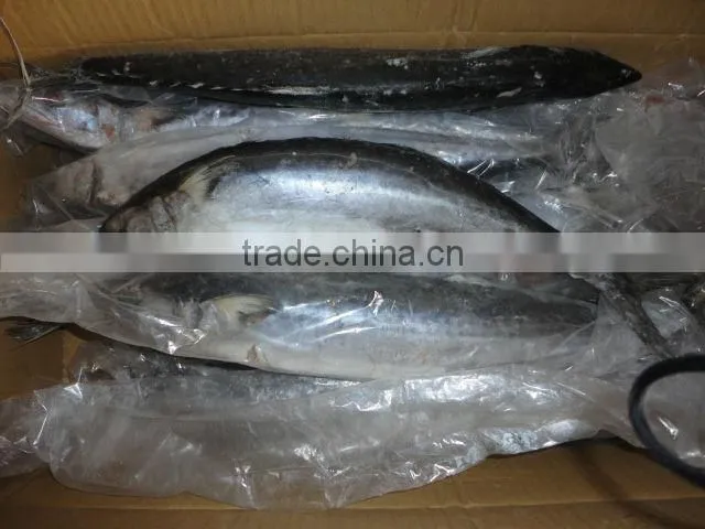 frozen fresh spanish mackerel