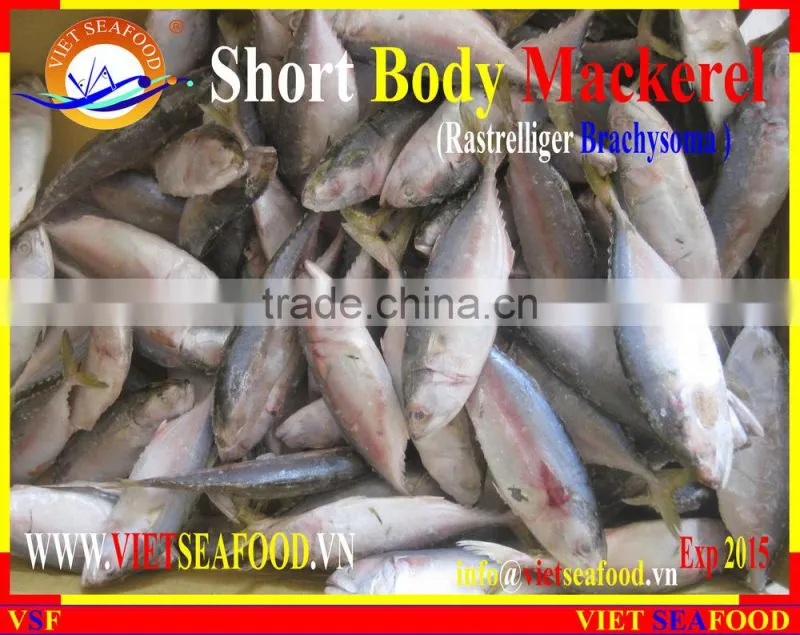 W/R FROZEN SHORT BODY MACKEREL