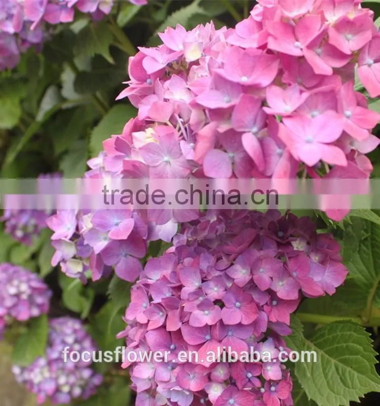 Fresh Cut Dark Pink Hydrangea Artificial Flower For Sale