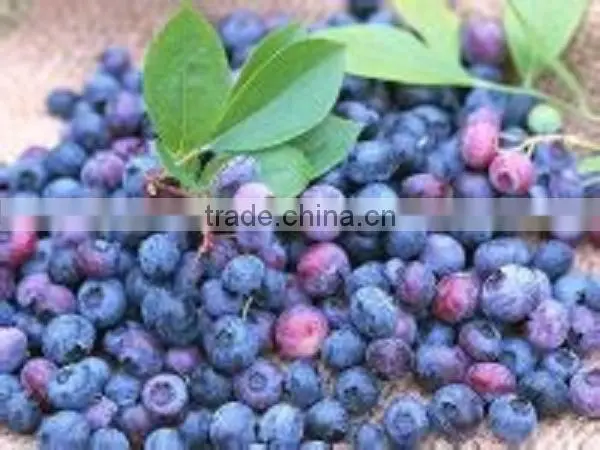 buy bilberry frozen