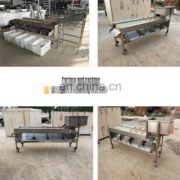 Apple Grading Machine/Potato Sorting Machine/Apple Sorting Machine.