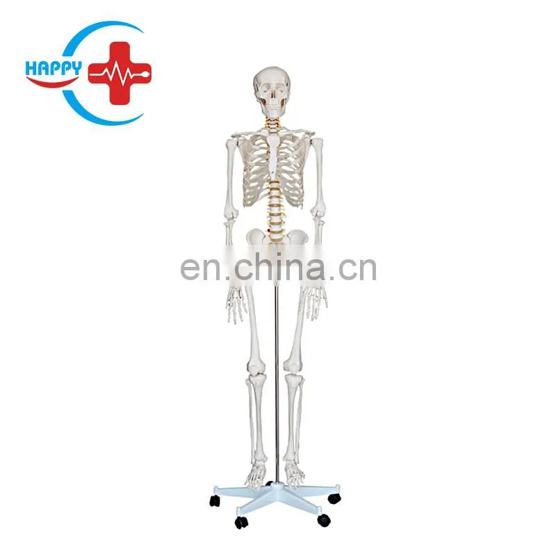 HC-S203 Small Size 42cm Medical Human Skeleton Teaching Model/Plastics Anatomical Models Skeleton