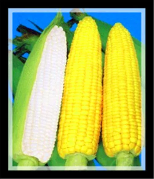 Automatic Canned Sweet Corn Industry Process/produce Line