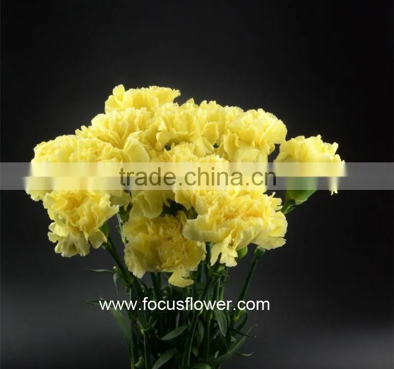 Fresh Cut Flower Importers Fresh Flowers Carnations From Kunming Yellow Wholesale Carnation Flowers