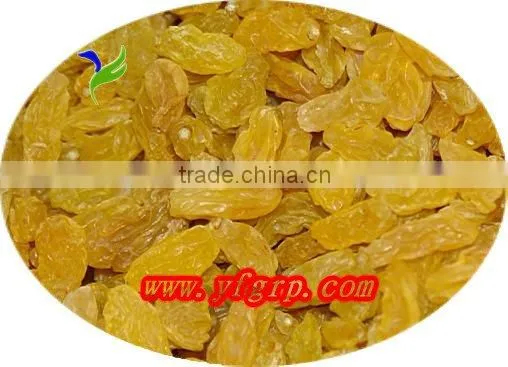 turkish sultana raisin