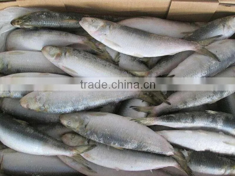 8-10pcs/kg Frozen W/R Sardine for Canning