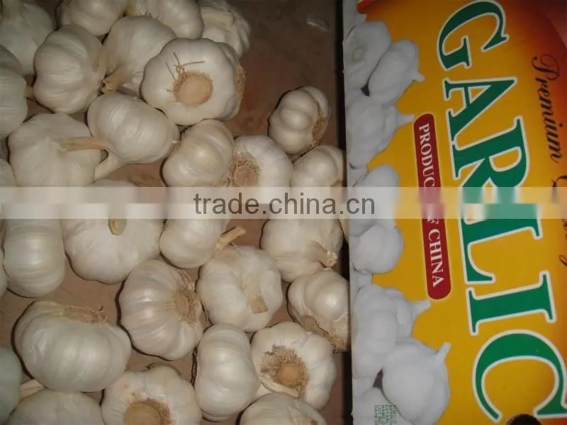 Supplier Garlic White garlic