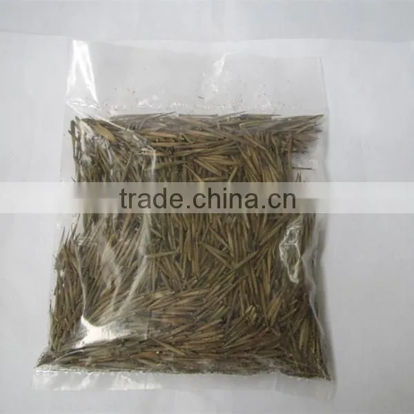 Moso Bamboo Seeds for Sales