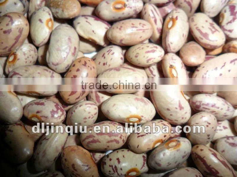 pinto beans 2011 crop