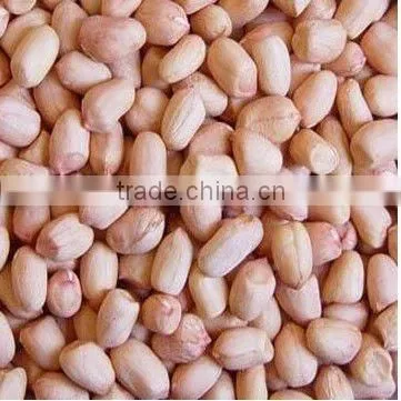 Chinese shandong new crop raw peanut kernels