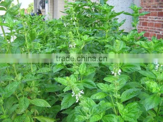 Basil Extract