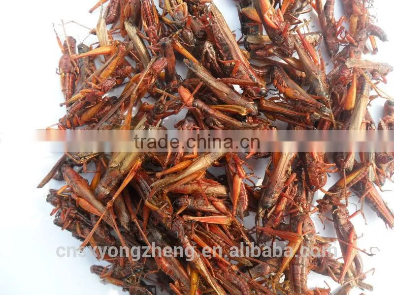 For guinea fowl and blue peacock Pet Food Microwave Dried Locusts