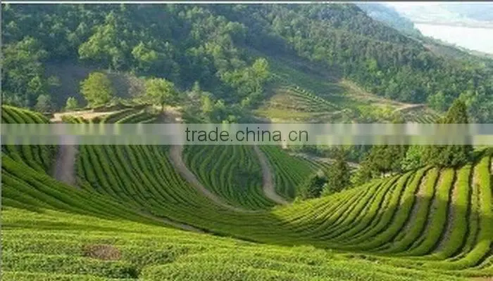 Chinese Huoshan Huangya yellow tea,Organic ,health and organic yellow tea