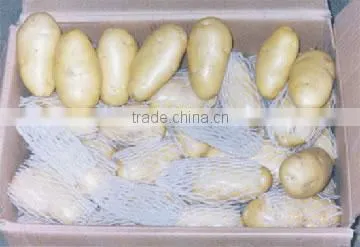 2014 holland potato