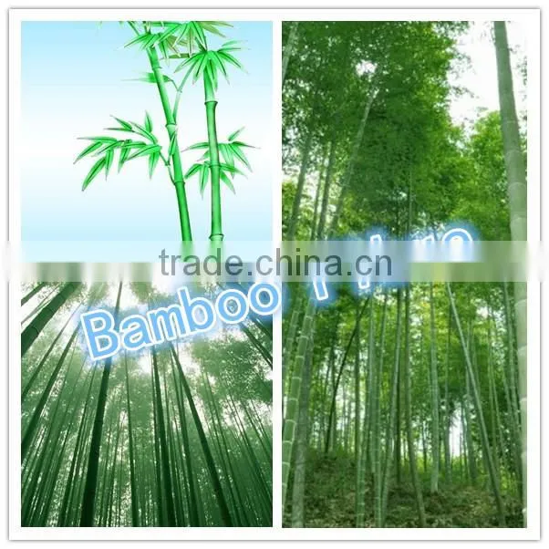 tea biodegradable bamboo fiber water cup with a handle,bamboo fiber mug
