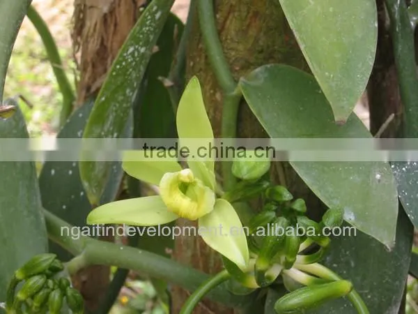 Madagascar Vanilla Beans