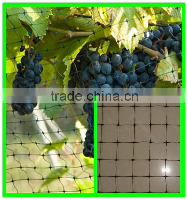 high strength HDPE extruded fruits protective bird netting