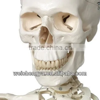 Biological Science Human Model Standard 85cm Skeleton on Pelvic Mounted Base