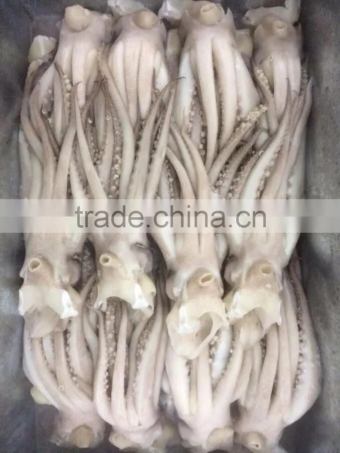 Frozen squid head from high quality Illex squids