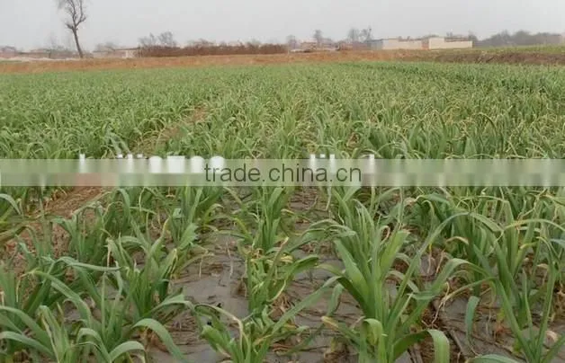Natural Chinese Fresh white garlic wholesales