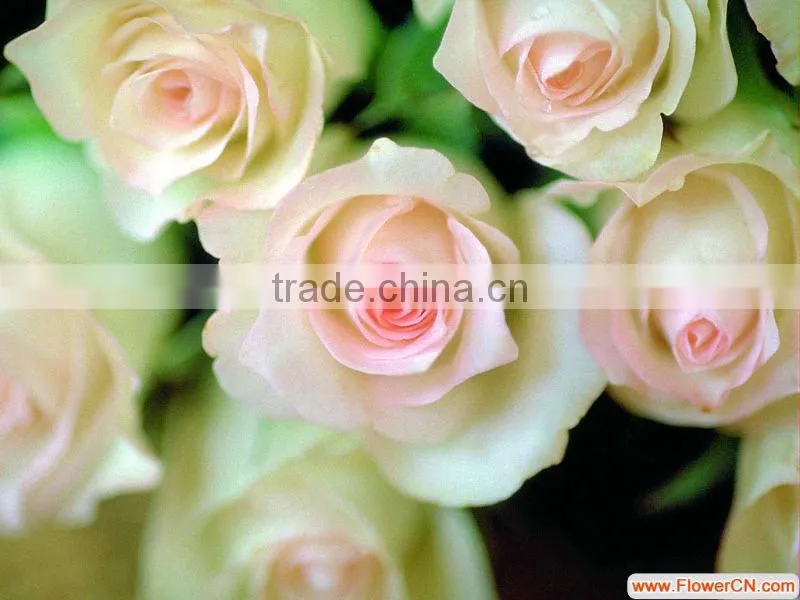 Supply fresh cut flower rose from flower base in Kingming