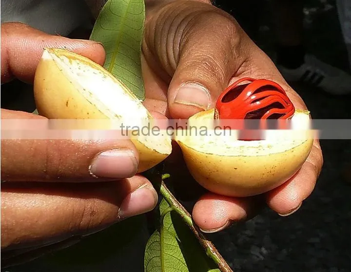 Nutmeg Oil