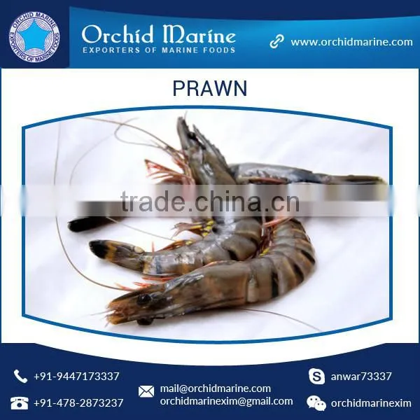 Hot Selling Fresh/ Clean Water Prawns for Healthy, Delicious Food Dishes