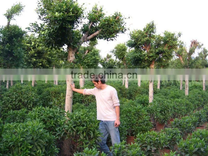 Ficus Nitida landscaping trees for outdoor