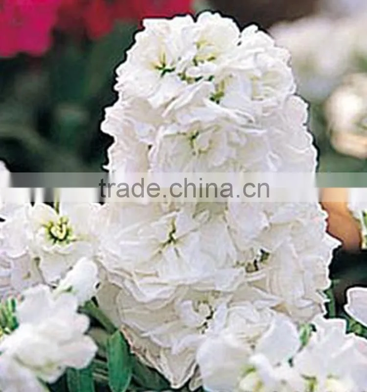 Colorful Best-Selling fragrant violet flowers