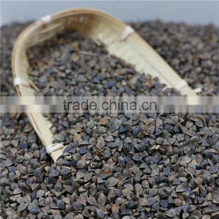High Quality raw Sweet Buckwheat price