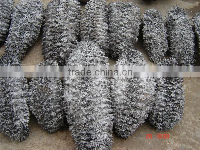 Dried Sea cucumber/ Dried Trepang